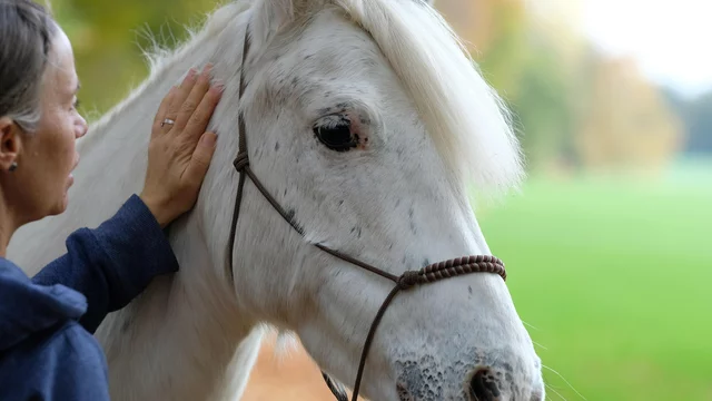 Eine Person streichelt das Haupt eines weißen Pferdes. Die umgebende Landschaft ist grün und unscharf im Hintergrund. Die Verbindung zwischen der Person und dem Pferd zeigt Zuneigung und Vertrauen.