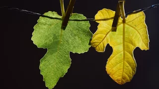 Scham und Verletzlichkeit