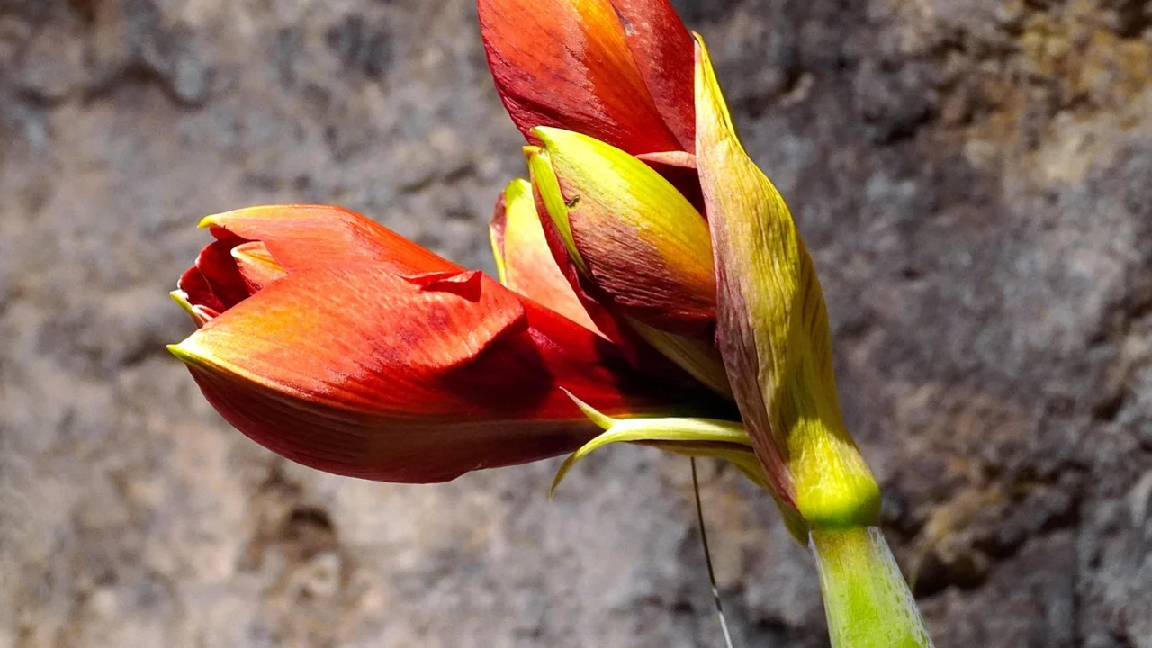 Eine Amaryllis mit roten aufgehenden Blüten.