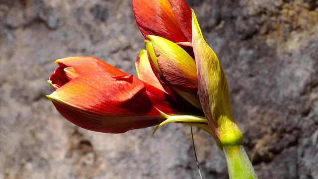 Eine Amaryllis mit roten aufgehenden Blüten.