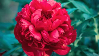 Die Sprache meines Herzens