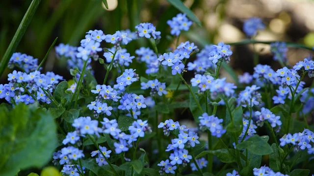 Hellblaue Vergissmeinnicht