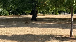 Nie wieder fliegen