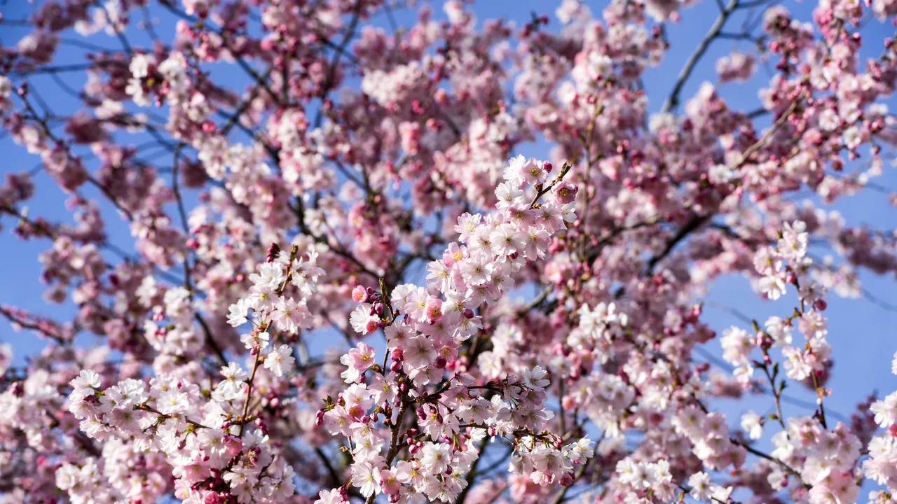 Ein blühender Kirschbaum mit zahlreichen rosa Blüten vor einem blauen Himmel. Die Blüten strahlen Frische und Schönheit aus und bedecken die Äste des Baumes vollständig.