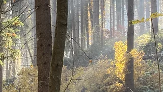 Novemberblues: Trauer und Trost im "Totenmonat"