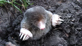 Der Maulwurf