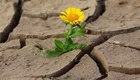 Eine gelbe Blume wächst aus rissiger, trockener Erde. Die Blüte steht im Mittelpunkt und symbolisiert Hoffnung und Widerstandskraft in einer herausfordernden Umgebung.
