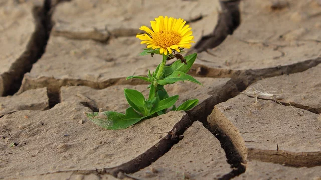 Eine gelbe Blume wächst aus rissiger, trockener Erde. Die Blüte steht im Mittelpunkt und symbolisiert Hoffnung und Widerstandskraft in einer herausfordernden Umgebung.