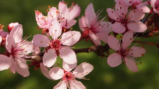 Frühling und die Hoffnung auf Leben