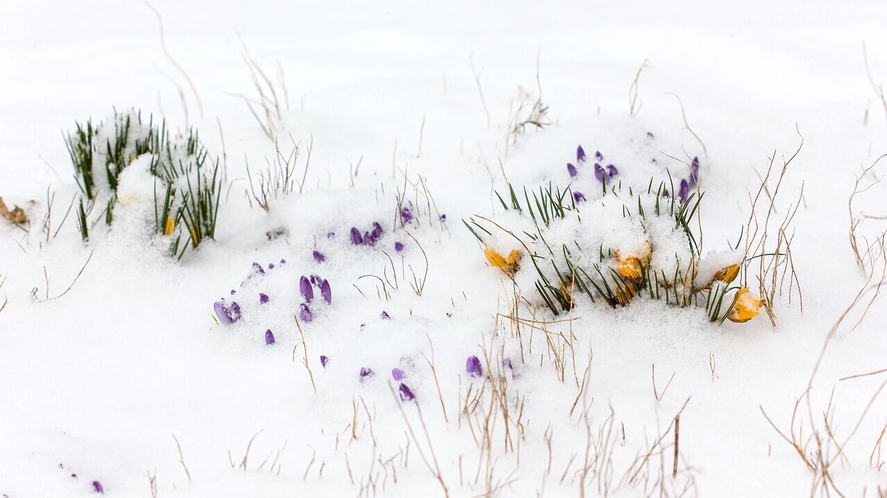 Blüten im Winter