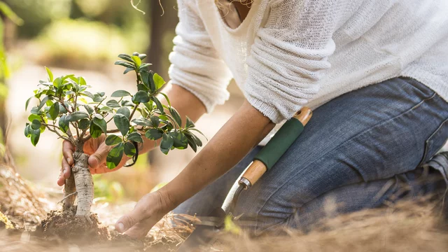 Eine Person mit lockigem Haar bei der Gartenarbeit, die einen kleinen Baum mit grünen Blättern in der Erde pflanzt. Sie trägt ein weißes Oberteil und Jeans. Im Hintergrund sind verschwommene Naturelemente zu sehen.