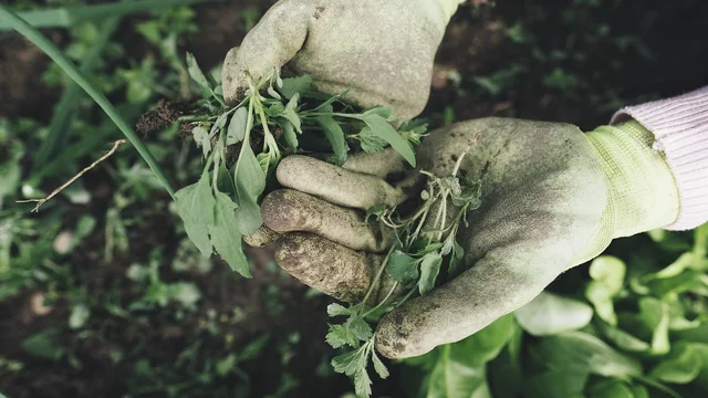 Jemand hat eine Pflanze samt der Wurzel gejätet. 