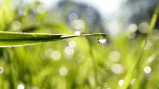 Sehnsucht nach Regen