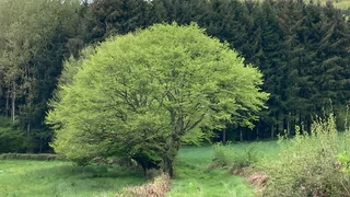 Im Schatten der Bäume
