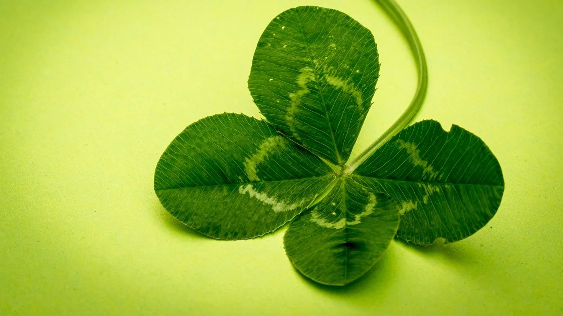 Vierblättriges Kleeblatt