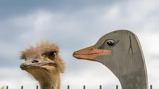 Glücklich, wer nicht vergleicht