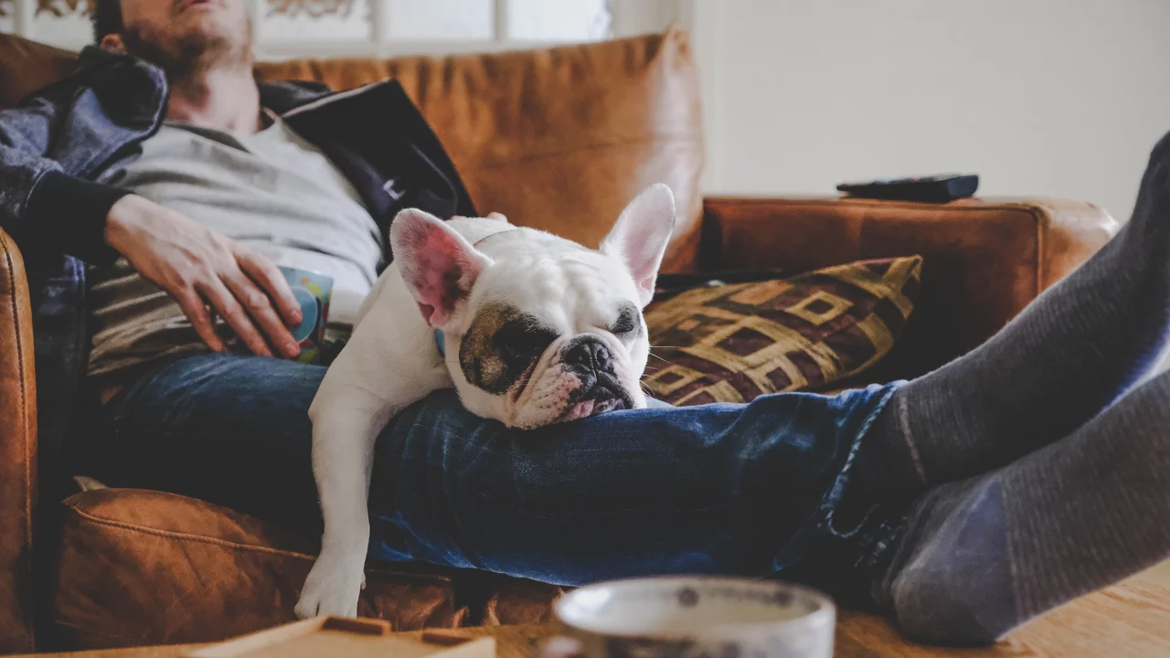 Ein Mann sitzt relaxed auf dem Sofa mit einer Tasse in der Hand. Er hat die Füße auf dem Couchtisch gelegt. Auf seinen Beinen liegt eine weiße Bulldogge mit einem braunen Fleck um das rechte Auge. Die Atmosphäre ist vollkommen entspannt.