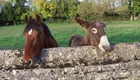 Zwei Tiere stehen lächelnd hinter einer Steinmauer. Auf der linken Seite sieht man ein braunes Pferd, auf der rechten Seite ein Esel mit langen Ohren. Im Hintergrund ist eine grüne Wiese und Bäume zu sehen.