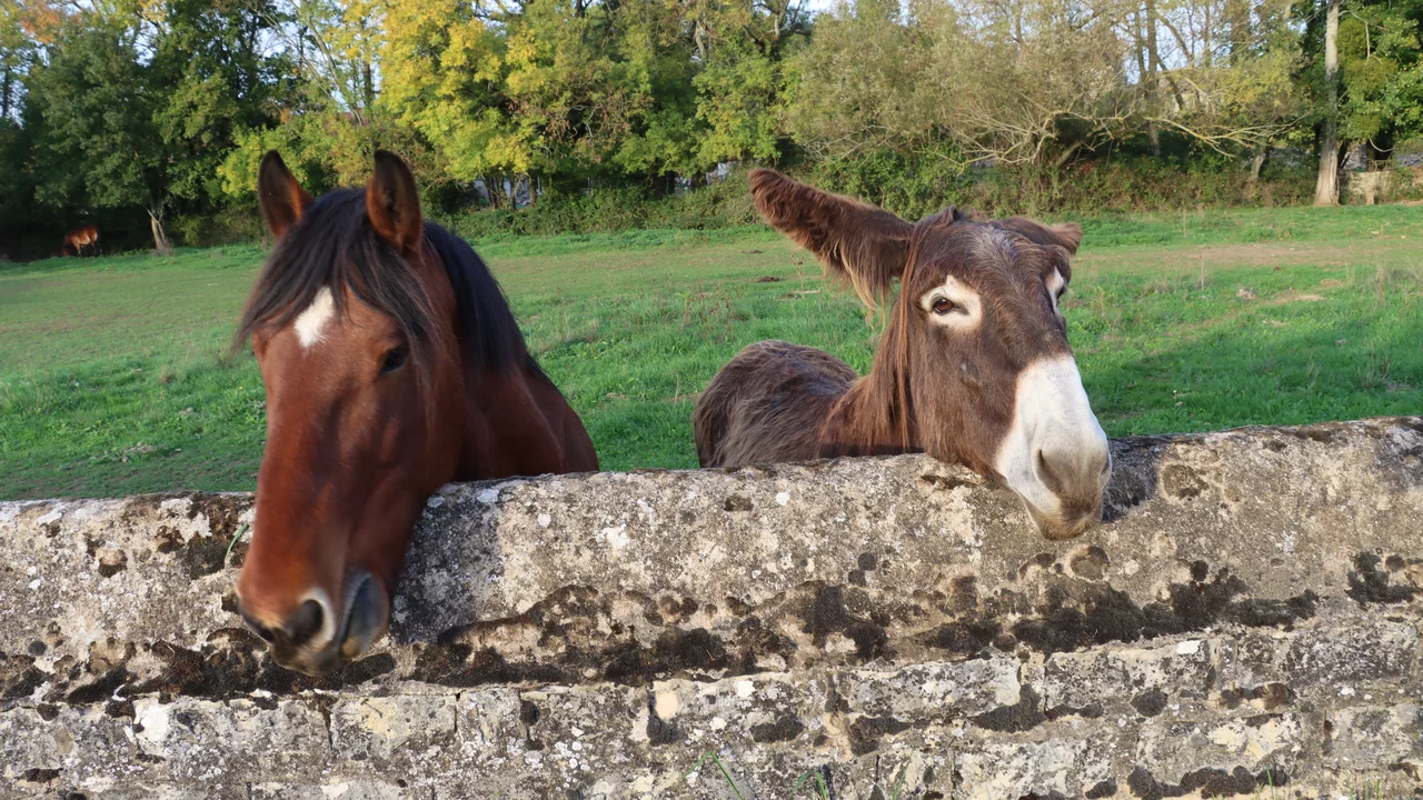 Zwei Tiere stehen lächelnd hinter einer Steinmauer. Auf der linken Seite sieht man ein braunes Pferd, auf der rechten Seite ein Esel mit langen Ohren. Im Hintergrund ist eine grüne Wiese und Bäume zu sehen.