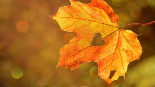 Schon wieder Herbstferien – aber was tun?