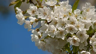Barbarazweige – zarte Blüten zu Weihnachten