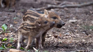 Wildschweine dürfen das