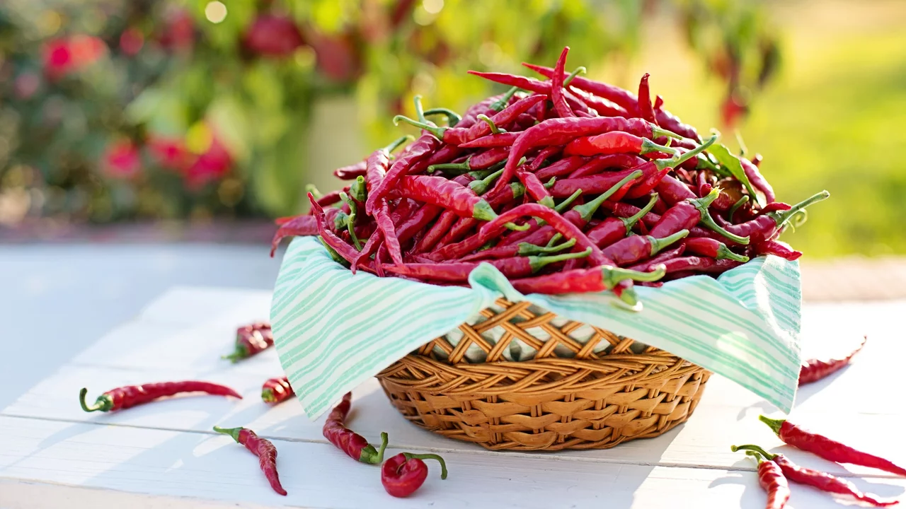 Ein Korb voller roter Chilischoten steht auf einem Tisch. Die Chilischoten sind frisch und üppig, einige liegen verstreut um den Korb. Im Hintergrund sind unscharf Pflanzen und Blumen zu erkennen, was auf eine Gartenumgebung hindeutet.