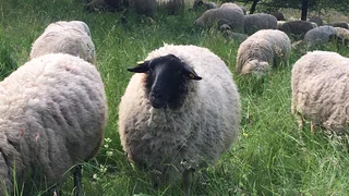 Die Revolution der Schafe