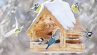 Eine gefrorene Winterlandschaft zeigt ein gefülltes Vogelhaus mit mehreren Vögeln, darunter Blaumeisen und eine Kohlmeise. Einige Vögel fliegen um das Haus herum, während andere füttern. Schnee bedeckt das Dach des Vogelhauses.