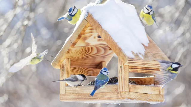 Eine gefrorene Winterlandschaft zeigt ein gefülltes Vogelhaus mit mehreren Vögeln, darunter Blaumeisen und eine Kohlmeise. Einige Vögel fliegen um das Haus herum, während andere füttern. Schnee bedeckt das Dach des Vogelhauses.