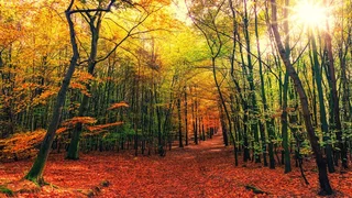 Herbstzeit: Sich einfach fallen lassen!