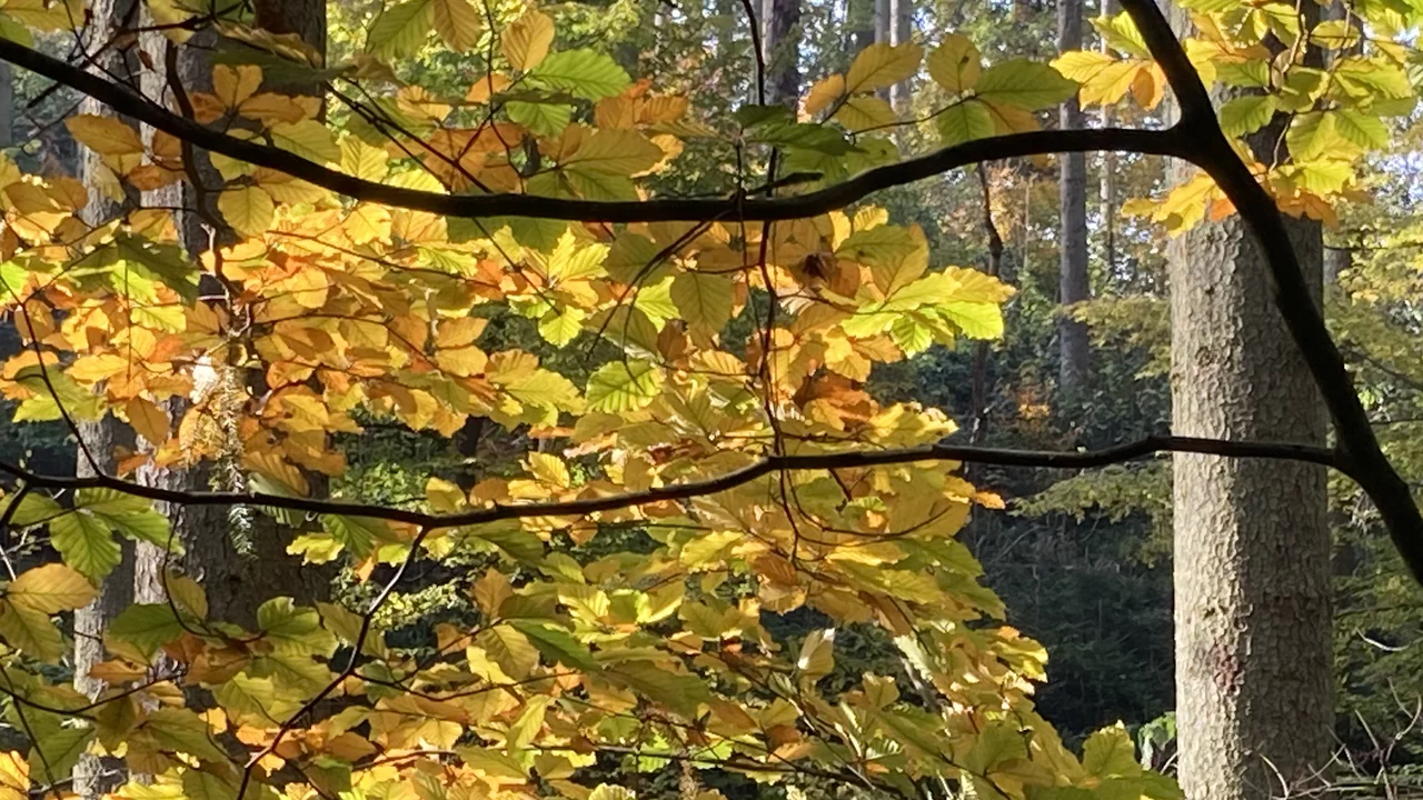 Ein Wald mit bunten Blättern an den Bäumen.