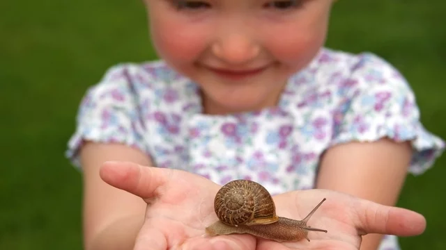Ein kleines Mädchen hält eine große Schnecke in beiden Händen. Sie schaut gespannt und lächelt, während die Schnecke langsam über ihre Hand gleitet. Der Hintergrund ist grün, was auf eine Außenumgebung hinweist.