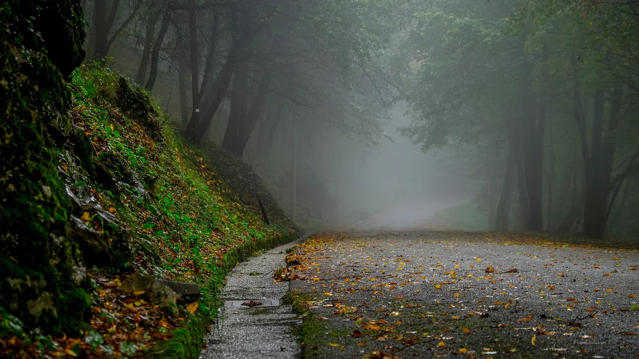 Eine neblige Straße verläuft durch einen Wald. Die Umgebung ist grün, mit herabgefallenen Blättern auf dem Asphalt. Die Sicht ist eingeschränkt und erzeugt eine geheimnisvolle Atmosphäre.