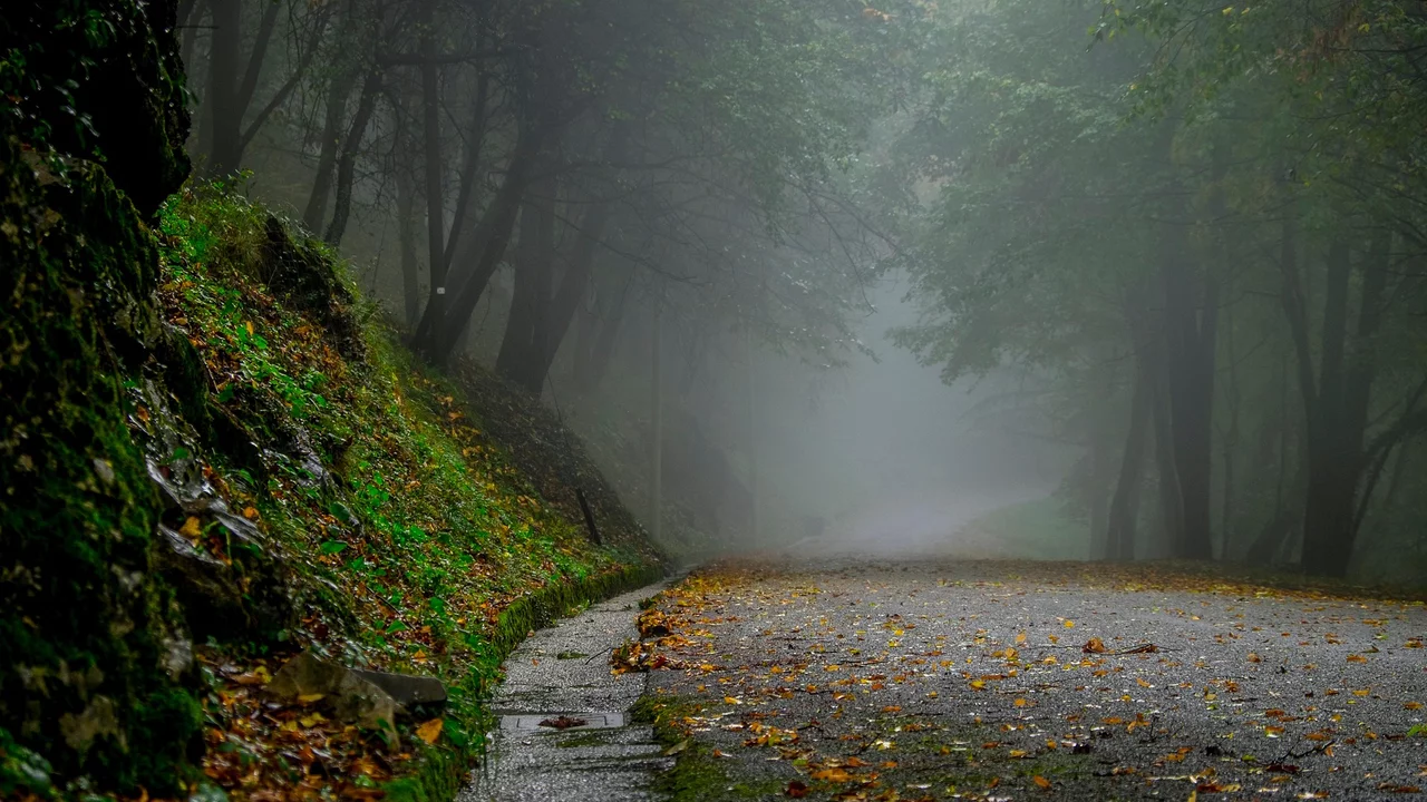 Eine neblige Straße verläuft durch einen Wald. Die Umgebung ist grün, mit herabgefallenen Blättern auf dem Asphalt. Die Sicht ist eingeschränkt und erzeugt eine geheimnisvolle Atmosphäre.