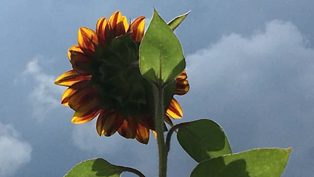Sonnenblume, die Richtung Sonne schaut.