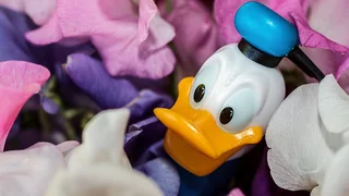Happy Birthday Donald Duck!