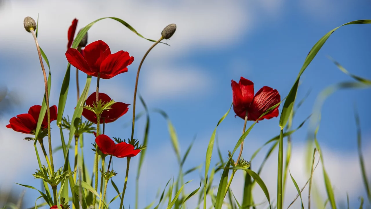 Blühendes Feld mit Anemonen.