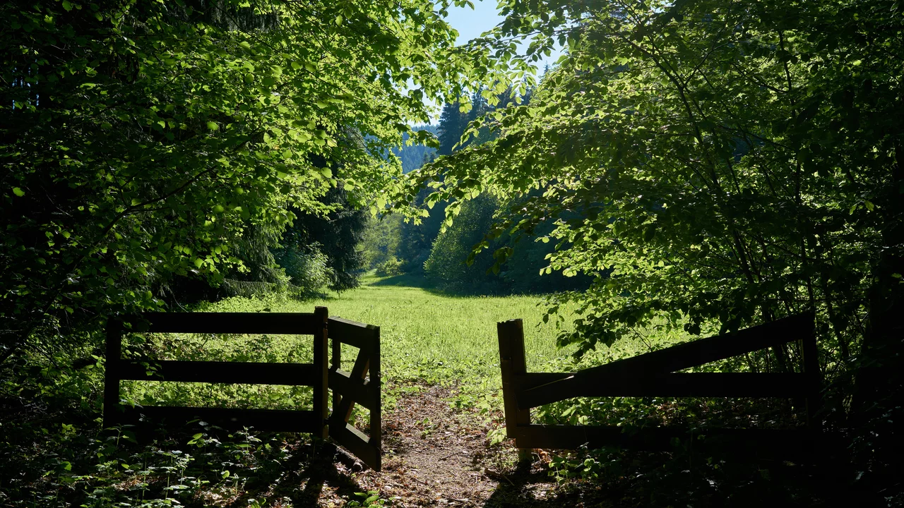 Ein Trampelpfad führt aus dem Wald durch ein offenes Gatter auf eine sonnenbeschienene Wiese. die von grünen Laubbäumen umgeben ist. Der weg geht auf der anderen Seite der Wiese wieder in den Wald hinein.