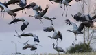 Eine große Gruppe von Kranichen fliegt in den Himmel. Einige Vögel sind im Flug, während andere auf dem Boden stehen. Im Hintergrund sind sanfte Farben eines Sonnenuntergangs zu sehen.