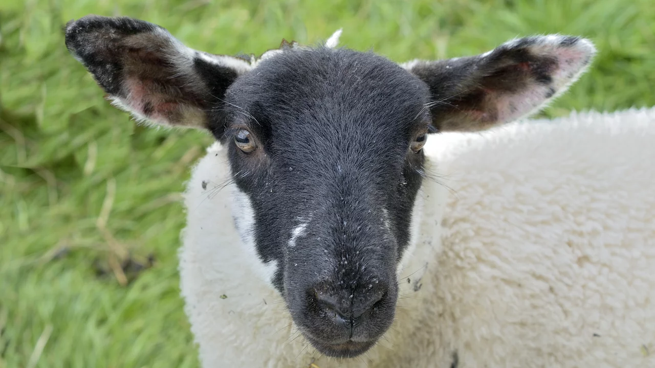 Das Bild zeigt den Kopf eines Schafs mit schwarz-weißer Fellzeichnung. Das Schaf hat große, aufgerichtete Ohren und einen neugierigen Blick. Im Hintergrund sieht man grünes Gras, was auf eine ländliche Umgebung hindeutet.