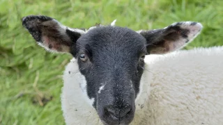 Shaun das Schaf trifft Psalm 23