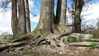 Ein Gruppen von Bäumen mit dicken, stark ausgeprägten Wurzeln, die sich über den Boden erstrecken. Im Hintergrund sind grüne Blätter und ein blauer Himmel mit Wolken sichtbar. Der Boden ist uneben und mit Gras und kleinen Pflanzen bedeckt.