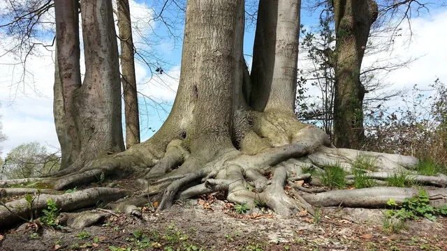 Ein Gruppen von Bäumen mit dicken, stark ausgeprägten Wurzeln, die sich über den Boden erstrecken. Im Hintergrund sind grüne Blätter und ein blauer Himmel mit Wolken sichtbar. Der Boden ist uneben und mit Gras und kleinen Pflanzen bedeckt.