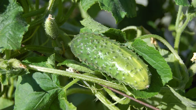 Ein grüner, unreifer Kürbis liegt zwischen grünen Blättern und Stängeln einer Pflanze. Die Oberfläche des Kürbisses ist genoppet und er ist von zahlreichen Blättern umgeben.