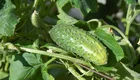 Ein grüner, unreifer Kürbis liegt zwischen grünen Blättern und Stängeln einer Pflanze. Die Oberfläche des Kürbisses ist genoppet und er ist von zahlreichen Blättern umgeben.
