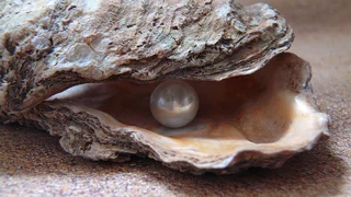 Die Perle