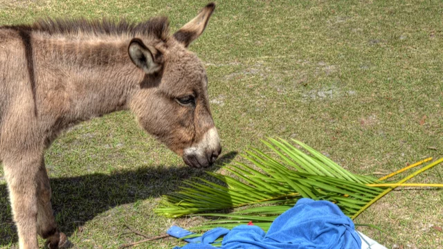Ein Esel steht auf einer grünen Wiese und schnüffelt an einem Bündel Palmblätter, das neben einem Haufen bunter Tücher liegt. Der Esel hat ein kurzes, graues Fell und zeigt Interesse an den Blättern. Ein Bild für Palmsonntag. 