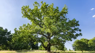 Tag des Baumes am 25. April