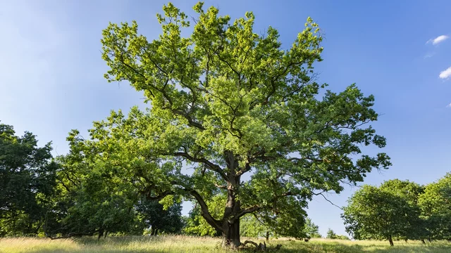 Ein großer Baum auf freier Fläche